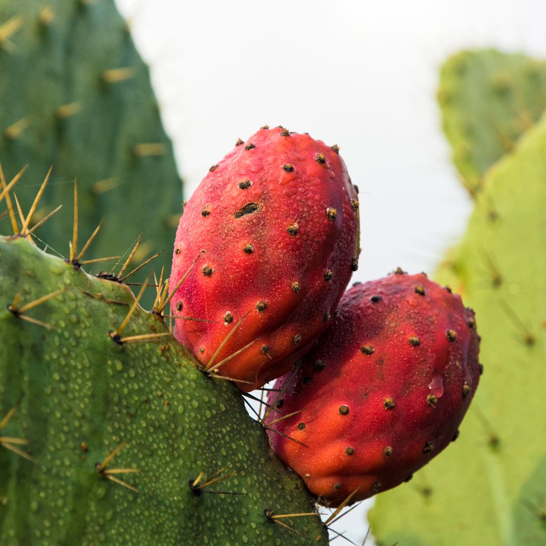 ¿Cuántas calorías tiene la Tuna roja? Dietana